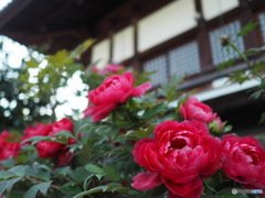 吉祥院宅善寺