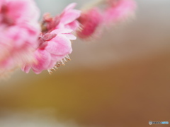 入野公園
