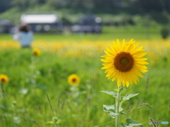 ひまわりの里まんのう