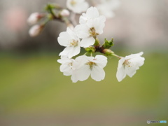 入野公園