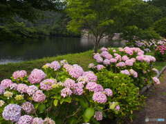 下長瀬あじさい公園