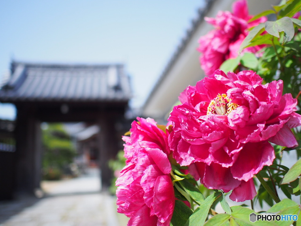 吉祥院宅善寺