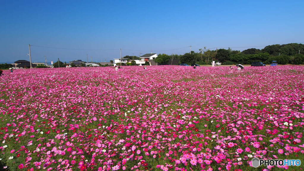 河村ひまわり園
