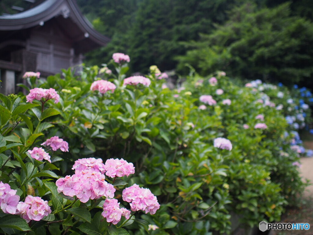 粟井神社