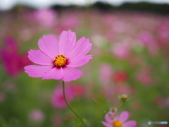 河村ひまわり園