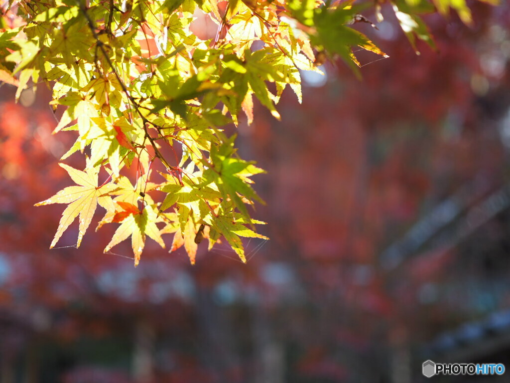 慈眼寺