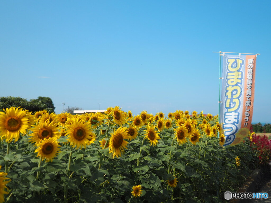 河村ひまわり園