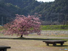 関川河川敷