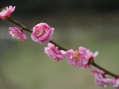 滝の宮公園