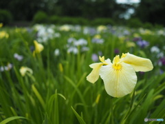 池田池公園