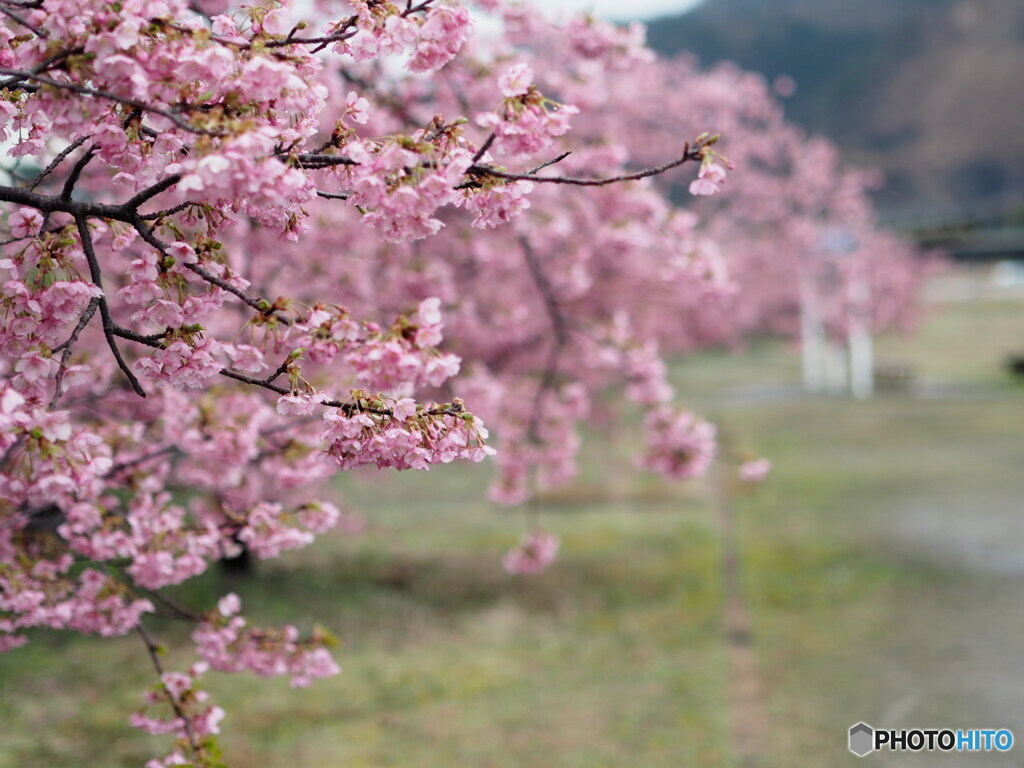 関川河川敷