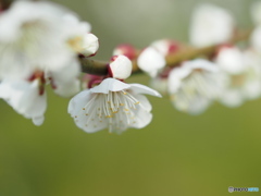 入野公園