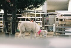 カピバラ白