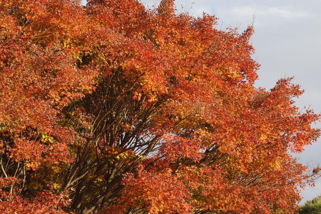 紅葉 - SIGMA 28-80mm ZOOM