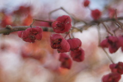 赤いやつ - SIGMA 28-80mm ZOOM