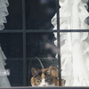 窓越しの猫 - SIGMA 18-200mm 1:3.5-6.3 DC