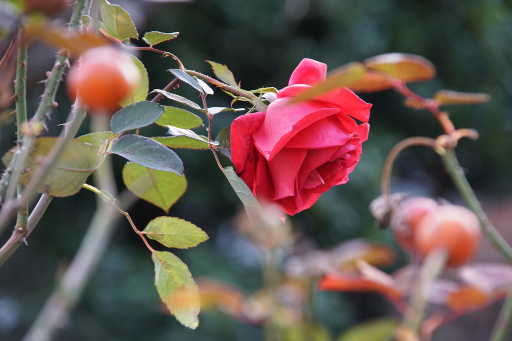バラ - SIGMA 18-200mm 1:3.5-6.3 DC