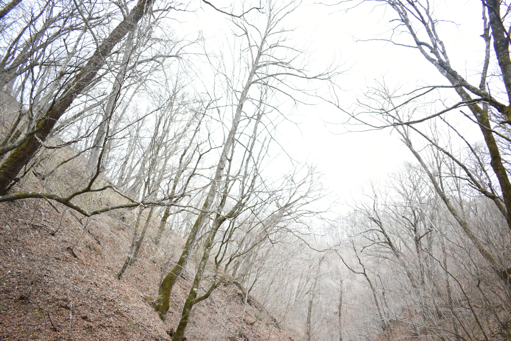 冬の山 - NIKKOR 18-55mm f/3.5-5.6G VR