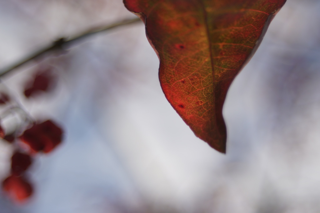 冬の葉っぱ - SIGMA 28-80mm ZOOM