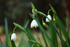 スズランスイセン