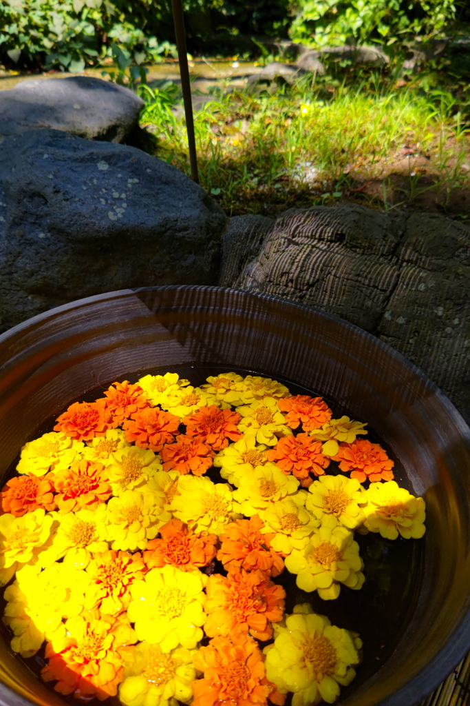 桶に花