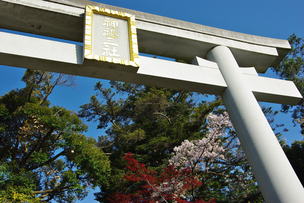 鳥居と桜