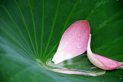 葉に落ちた花びら
