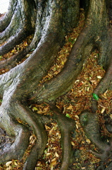 木の根