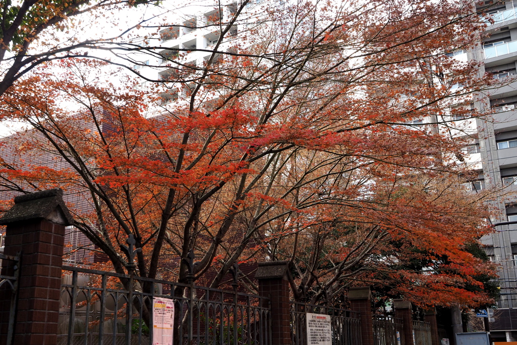 東大農学部