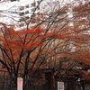 東大農学部