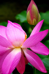 蕾と花