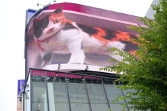 飛び出してない猫