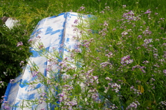 花に埋もれたボート