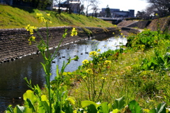 豊田川