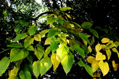 日が差し込んだ葉