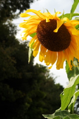 10月のヒマワリ