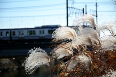 ススキと総武快速