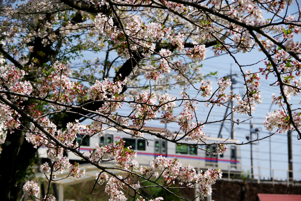 京成本線