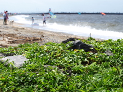 検見川の浜