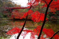 吊り橋と紅葉