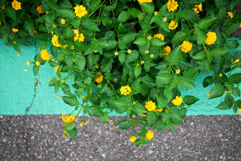 GREEN LINE