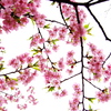公園の早咲き桜