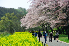 菜花と桜