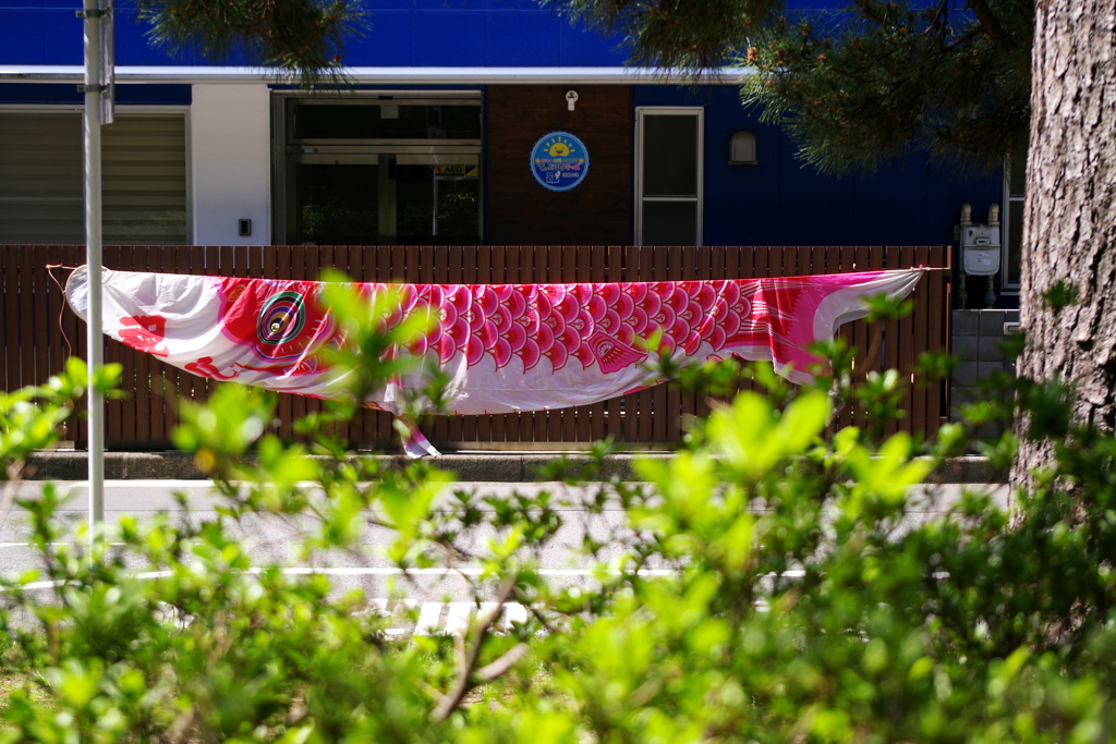 保育園のこいのぼり