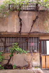 二階まで伸びる木