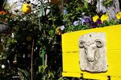 YELLOW SHEEP