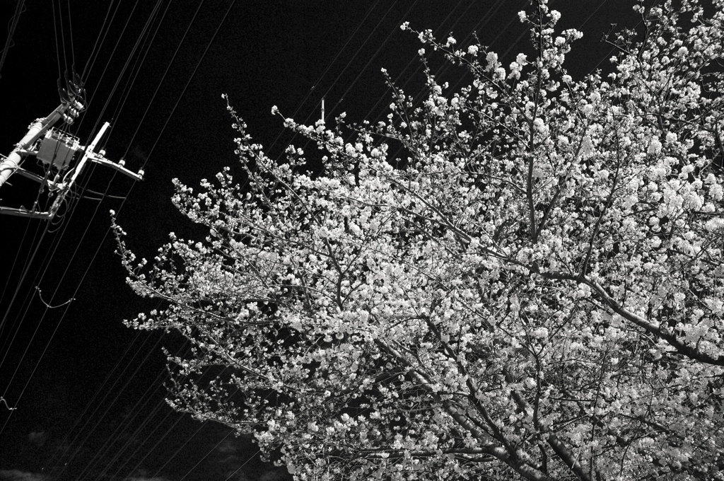 電線と桜