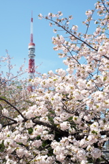 牡丹桜とタワー