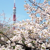 牡丹桜とタワー