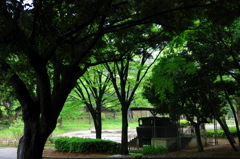 雨の千葉公園